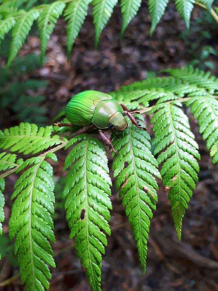 Chrysina sallaei