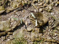 Pieris rapae