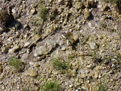 Pieris rapae