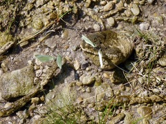 Pieris rapae
