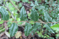 Xylosma flexuosa