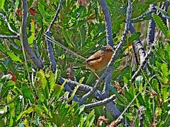 Stipiturus malachurus