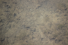 Fundulus parvipinnis