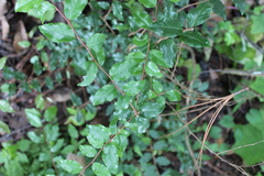 Xylosma flexuosa