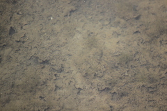 Fundulus parvipinnis