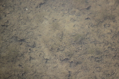 Fundulus parvipinnis