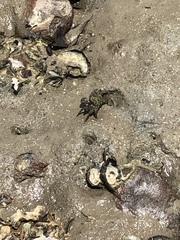 Metopograpsus frontalis