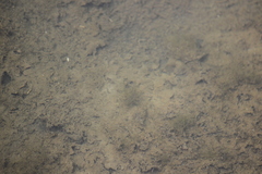 Fundulus parvipinnis