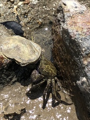 Metopograpsus frontalis