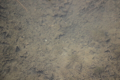 Fundulus parvipinnis