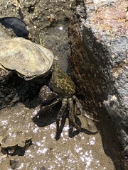 Metopograpsus frontalis