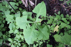 Rumfordia floribunda