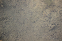 Fundulus parvipinnis