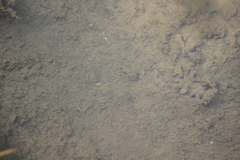 Fundulus parvipinnis