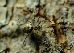 Drapetisca alteranda