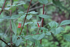 Fuchsia cylindracea