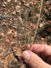 Enneapogon lindleyanus