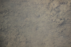 Fundulus parvipinnis