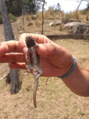 Sceloporus subniger