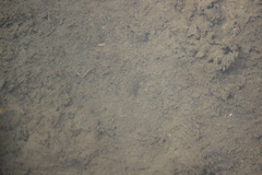 Fundulus parvipinnis