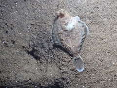 Pleuronichthys coenosus