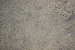 Fundulus parvipinnis