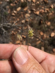 Enneapogon lindleyanus