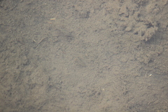 Fundulus parvipinnis