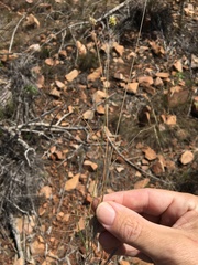 Enneapogon lindleyanus