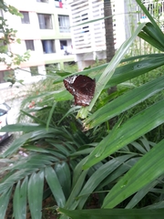 Elymnias caudata