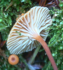 Xeromphalina