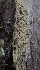 Calicium lenticulare