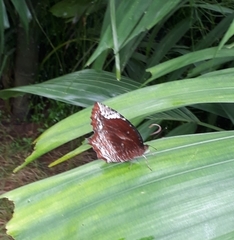 Elymnias caudata