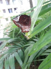 Elymnias caudata
