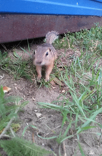 Long-tailed Ground Squirrel