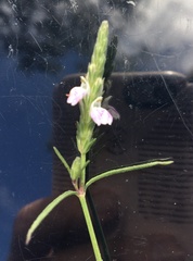 Rostellularia adscendens