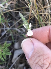 Rostellularia adscendens