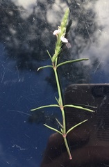 Rostellularia adscendens