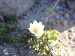 Anemone drummondii