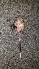 Dipodomys spectabilis