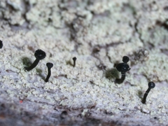 Calicium lenticulare