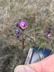 Desmodium varians