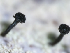 Calicium lenticulare