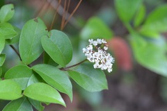 Viburnum lautum