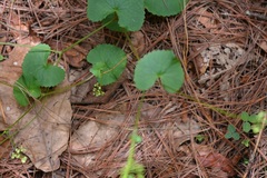 Micropleura renifolia