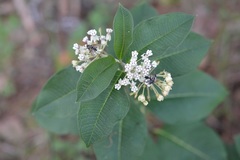 Asclepias similis