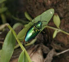 Sternocera aequisignata