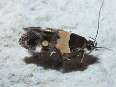 Triclonella determinatella