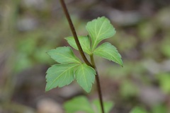 Bidens ostruthioides