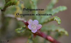 Oxygonum sinuatum
